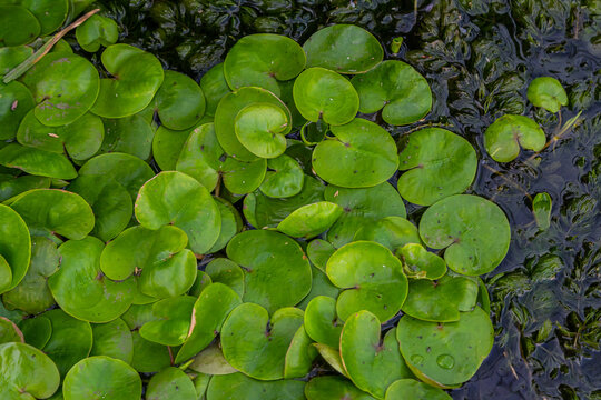 Hydrocharis morsus-ranae, frogbit, is a flowering plant belonging to the genus Hydrocharis in the family Hydrocharitaceae. It is a small floating plant resembling a small water lily