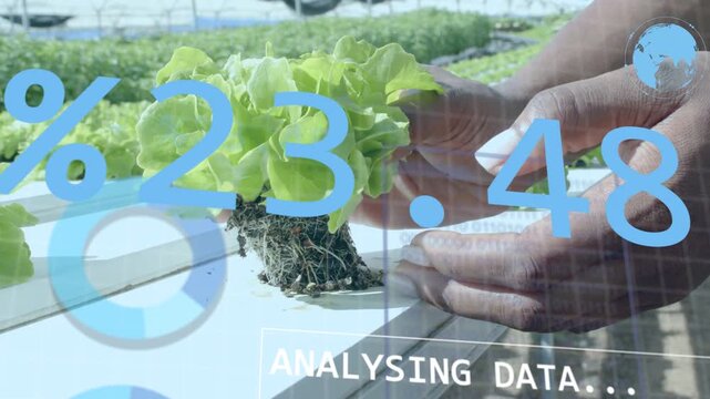 Worker lifting lettuce plug in greenhouse, hands activating overlay showing percent for quality