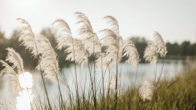 Elegant white pampas grass sways gently in the warm breeze, backlit by soft sunlight with a calm, shimmering lake in the background.