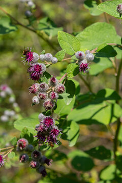 Arctium tomentosum, commonly known as the woolly burdock is a species of burdock belonging to the family Asteraceae