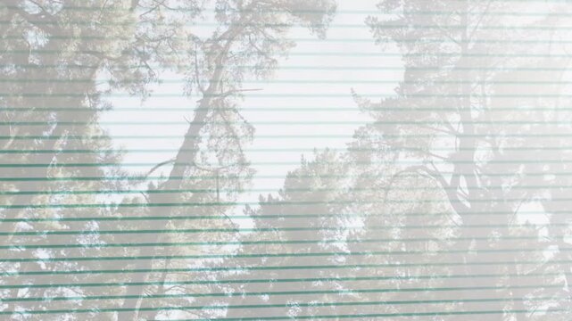 Subtle camera shifting revealing tree crowns to trunks, blinds causing glare while showing treeline