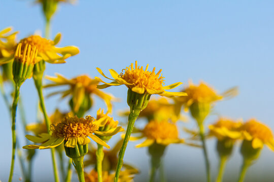Wild plant Jacobaea vulgaris in the forest meadow. Known as ragwort, stinking Willie or tansy ragwort. Yellow delicate flower on a green background
