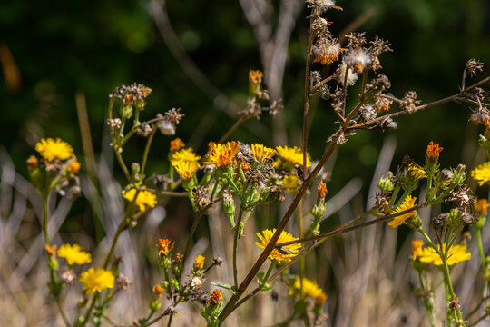 Hieracium laevigatum or smooth hawkweed. Hieracium, known by the common name hawkweed and classically as hierakion. Floral desktop background. Hieracium caespitosum, commonly known as meadow hawkweed