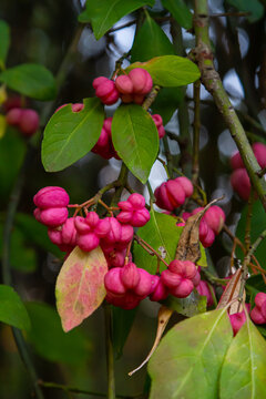 European Spindle Euonymus europaea in park. Red Cascade An autumnal close up image of the deciduous shrub euonymus europaeus