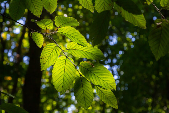 Selective focus of Ulmus pumila celer leaves, European hornbeam or carpinus betulus in the garden, Small leafed plant which forms a dense hedge, Green leaf pattern with sunlight, Nature background