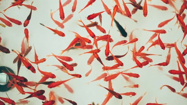 金魚すくい