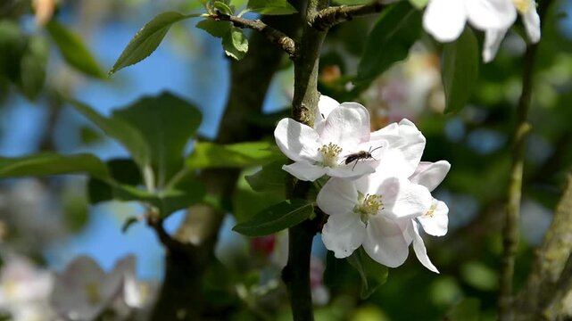 Fleurs de pommier en normandie