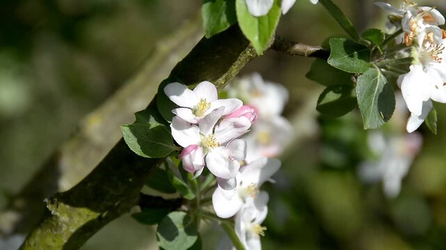 Fleurs de pommier en normandie