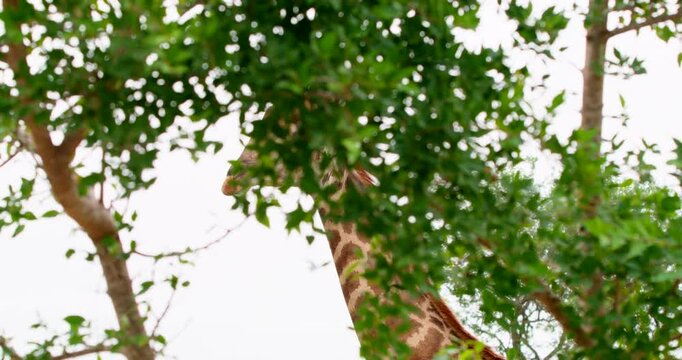 African giraffe seen behind a tree, bending its long neck to groom and lick itself in Kruger National Park. Unique wildlife safari footage showing authentic animal hygiene and flexibility.