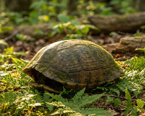 Obraz premium turtle shell protection in forest