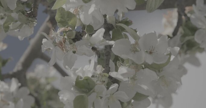 Honey Bee Apis mellifera flying near white apple blossoms against blue sky in spring garden