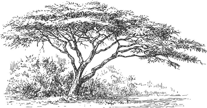 Acacia tree sketch with sprawling branches and detailed foliage in natural landscape setting