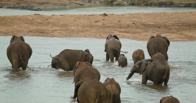 African elephant family herd crosses river while playing and splashing in Kruger National Park. Majestic wildlife safari footage capturing social behavior in South Africa's wilderness.