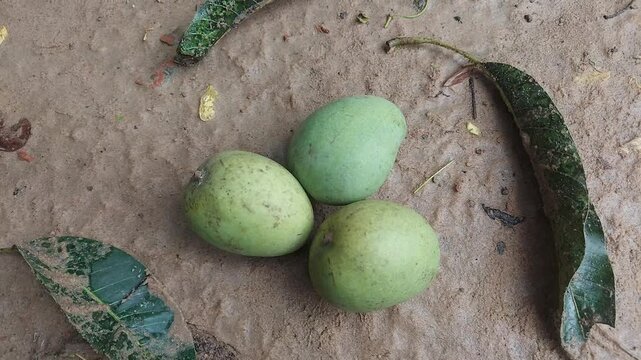 Beautiful Green Mango Swaying in Breeze | Tropical Nature 4K Video