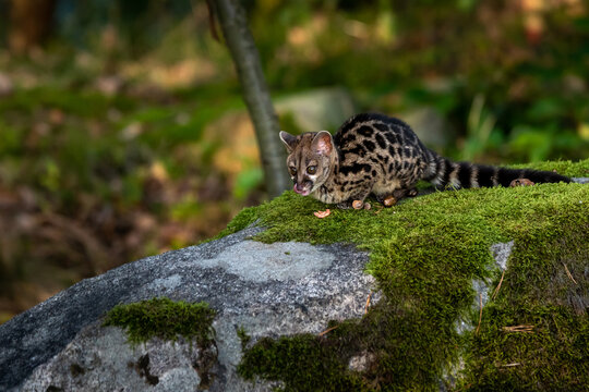 Large-spotted genet (Genetta tigrina) in natural habitat, South Africa
