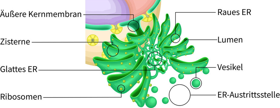 Endoplasmic Reticulum (ER) Ultrastructure | Membrane Network and Ribosome Distribution