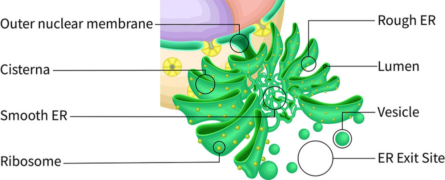 Endoplasmic Reticulum (ER) Ultrastructure | Membrane Network and Ribosome Distribution