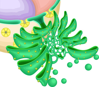 Endoplasmic Reticulum (ER) Ultrastructure | Membrane Network and Ribosome Distribution