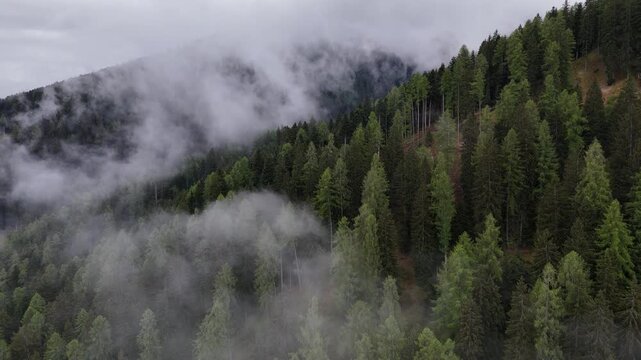 bosco foresta pioggia estate 