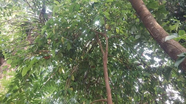 4K Cinematic Agarwood Forest Scene | Exotic Oud Tree Nature Background Video