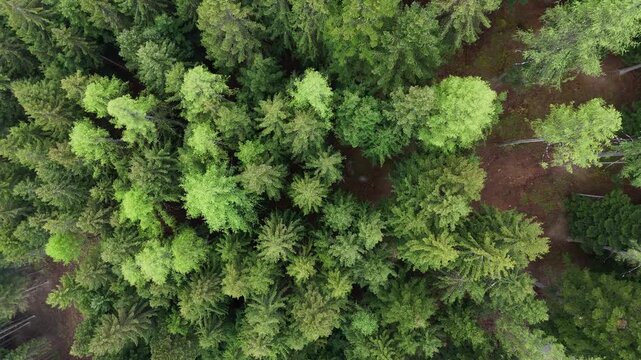 bosco conifere drone foresta 