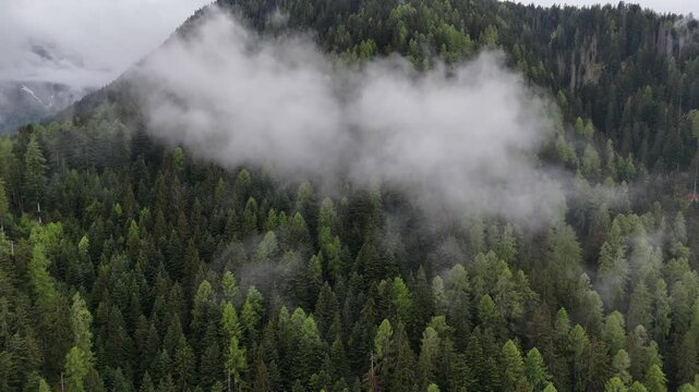 bosco foresta pioggia nuvole 