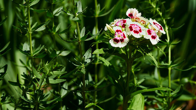 Summer mood.Red white carnation Dianthus chinensis Diana for landscaping
