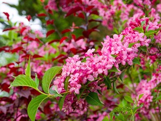 Obraz premium Weigela 'Rosea' (Weigela florida), bushy shrub with drooping branches covered in clusters of tubular pink flowers with a bouquet of opposite, green terminal leaves 