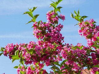 Fototapeta premium Old-fashioned weigela (Weigela florida) Multi-stemmed bushy shrub adorned with clusters of dark pink flower buds and light pink flowers bell shaped on arching stems 