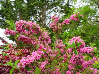 Obraz premium Weigela florida 'Rosea'- Flowering weigela, bushy shrub with spreading habit. Oval, green leaves and profusion of pink flowers buds that open into pink bell-shaped flowers 
