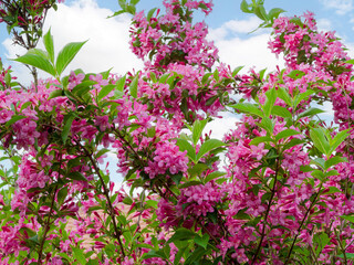 Obraz premium Weigela florida (Old-fashioned weigela) Magnificent shrub with abundant flowering of small, funnel-shaped pink flowers on arching stems covered with finely toothed, oval, green foliage