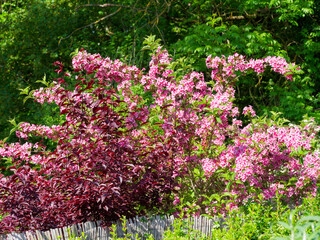 Obraz premium Old-fashioned weigela - A beautiful, elegant shrub of the Weigela florida rosea variety with clusters of pink, bell-shaped flowers along upright, arching branches, forming an ornamental hedge 