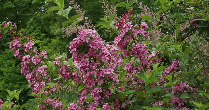 Spreading shrub of weigelia (Weigela florida) adorned with abundant clusters of pink flowers and reddish flower buds with pointed, oval, along wavy green leaves on upright purplish stalks 