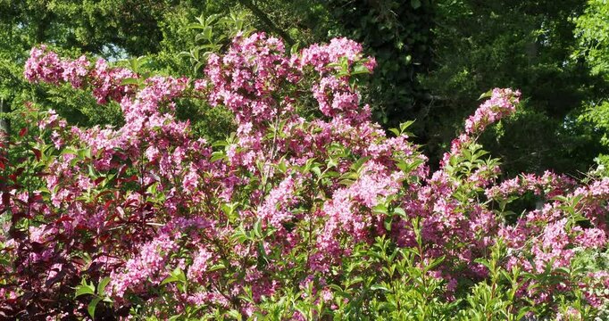 Old-fashioned weigela (Weigela florida). Attractive, bushy, branching shrub with upright, arching stems adorned with pink flowers clustered in bouquets, and light green, wavy, pointed, oval leaves 
