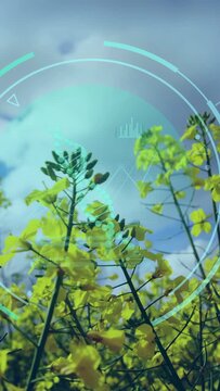 Vertical video: Camera panning up-right over canola, stalks swaying, HUD pulsing, mapping yield