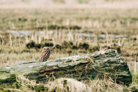 Close up view of eye contact with a short-eared owl