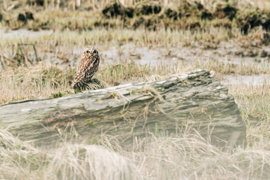 A short-eared owl perched on a tide flat in Puget Sound