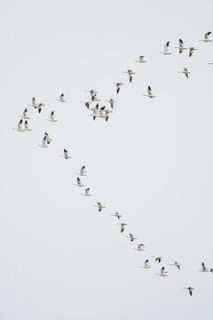 Wide angle view of a flock of snow geese in flight