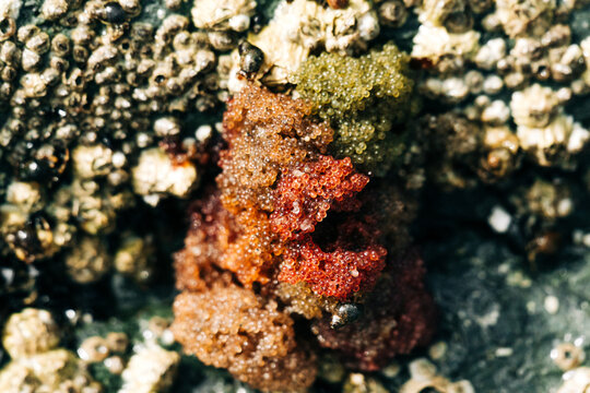 Macro view of sculpin fish eggs at low tide