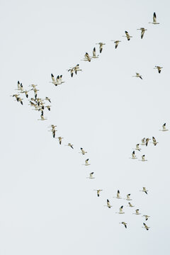 Wide view of snow geese in the Skagit Valley of Washington State