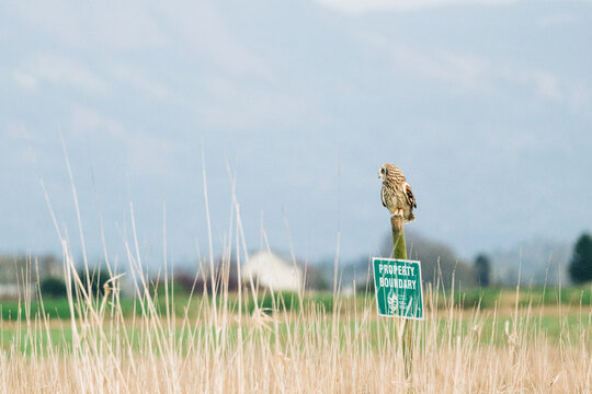 Wide view of a short-eared owl perched on a sign post