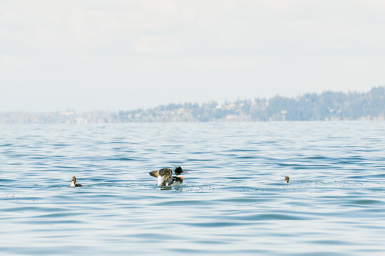 Wide view of red-breasted mergansers in Puget Sound