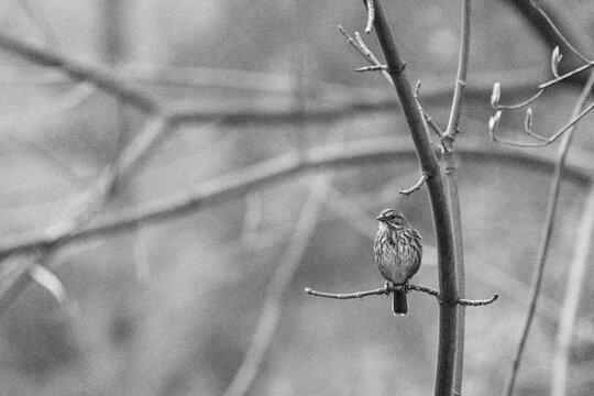 Straight on view of a song sparrow perched on a branch