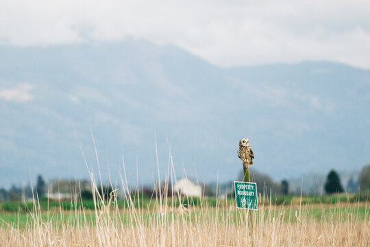 Wide view of a short-eared owl and the North Cascades