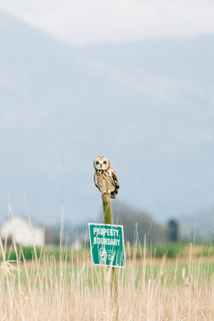 Eye contact with a short-eared owl in the Skagit Valley