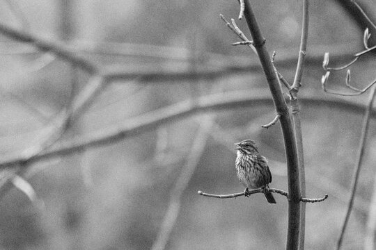 A song sparrow singing while perched on a tree branch