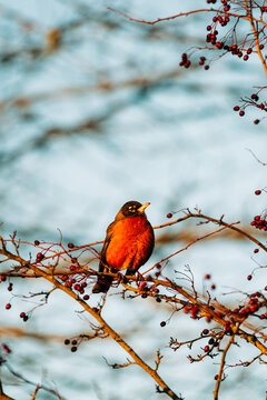 A robin in the morning sunlight