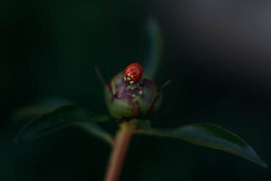 Ladybug on Peony bud close-up
