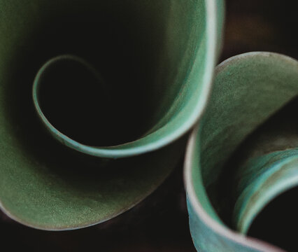 Close up of curves of green tulip leaves in garden on spring day.