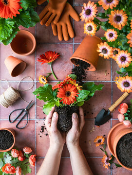 Top view hands holding flowers with pots, garden tools on tiles.